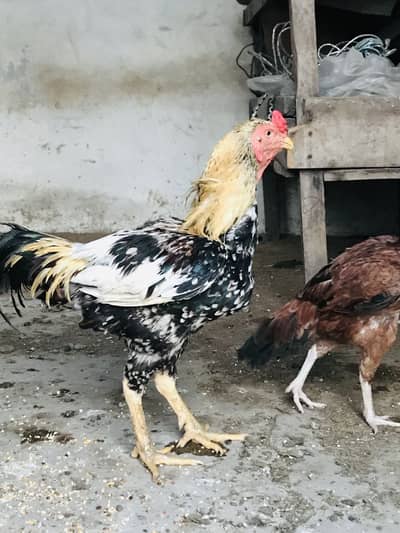 Aseel Murga male Java or mianwali cross