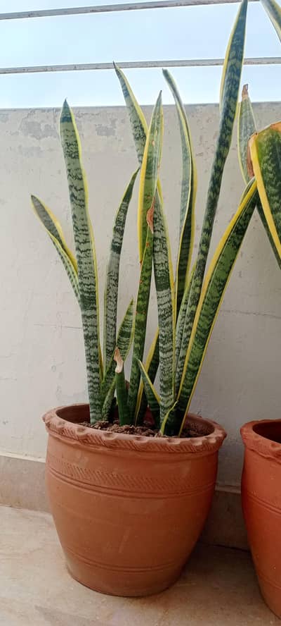 snake plant best air purification, nighttime oxygen production