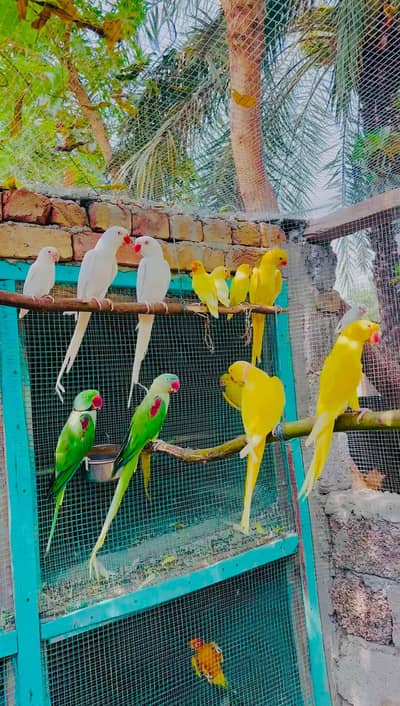 yellow parrot pair