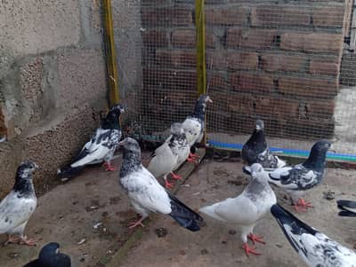 healthy and active chicks