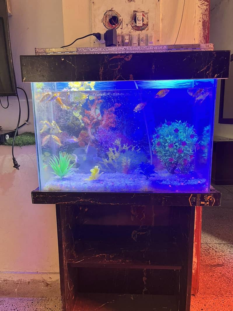 Aquarium 1