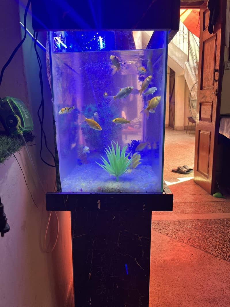 Aquarium 2