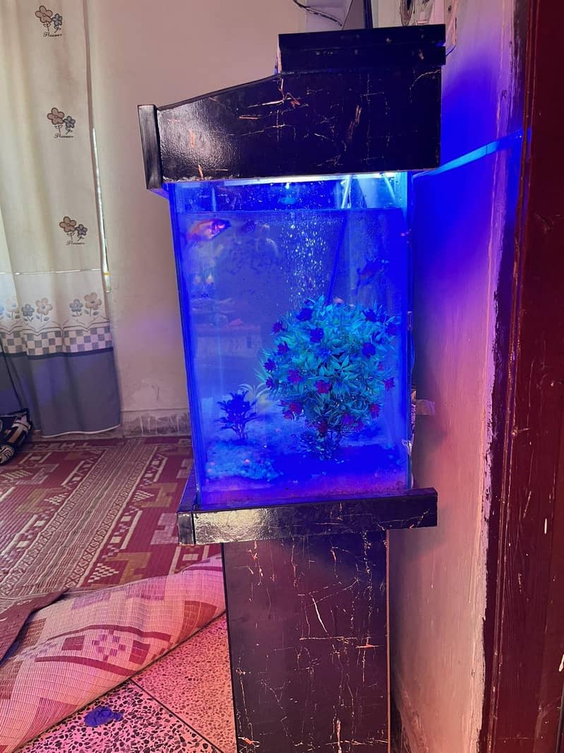 Aquarium 3