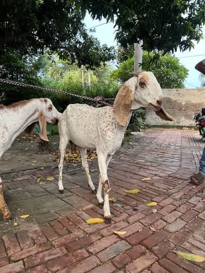 Makhi cheeni bakri