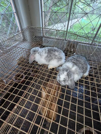 Holland lop bunys