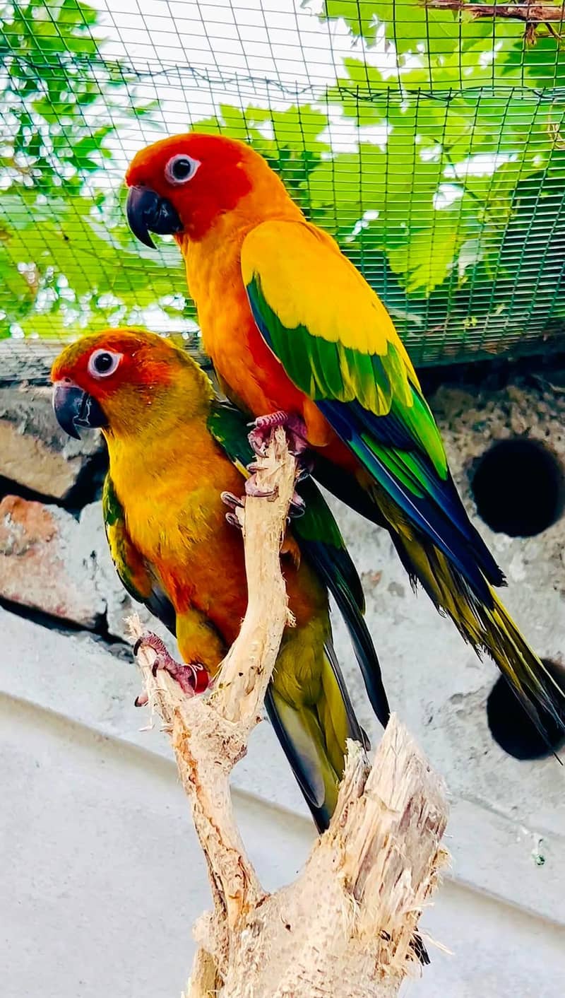 sun conore parrot pair 0