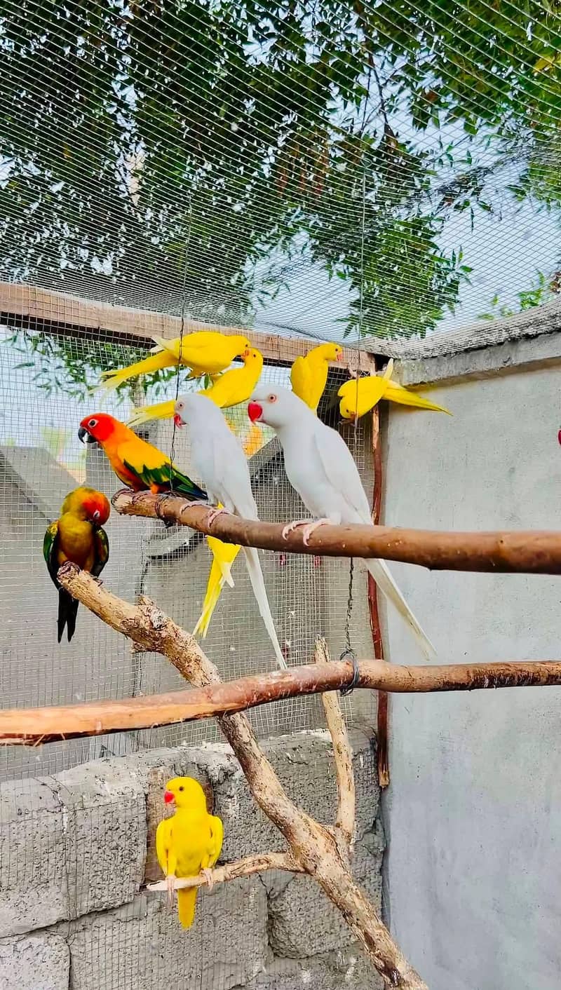 sun conore parrot pair 1
