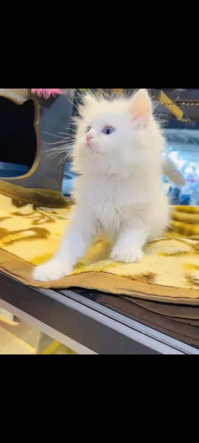 persian cat for sale
