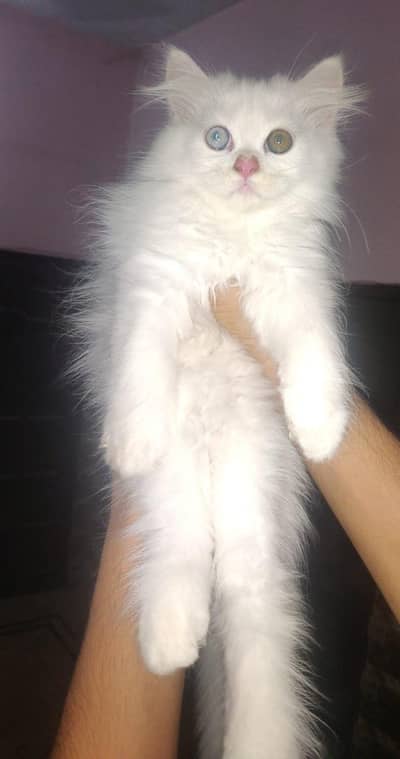 Kittens available for sale