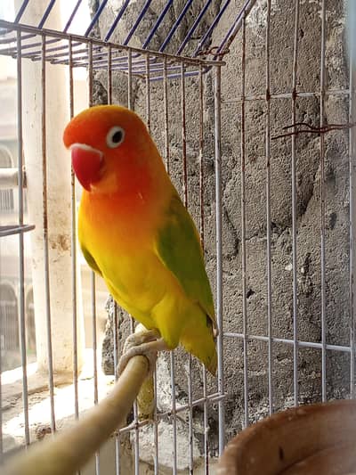 Lovebirds best quality 2 female adult