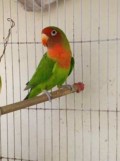 Lovebirds best quality 2 female adult .