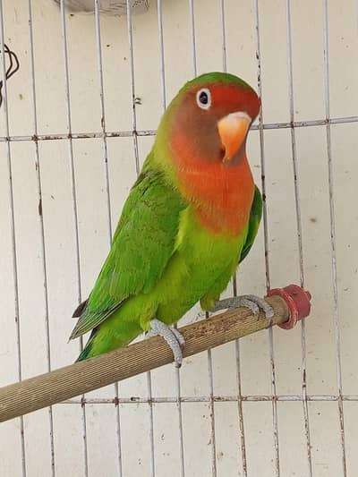 Lovebirds best quality 2 female adult