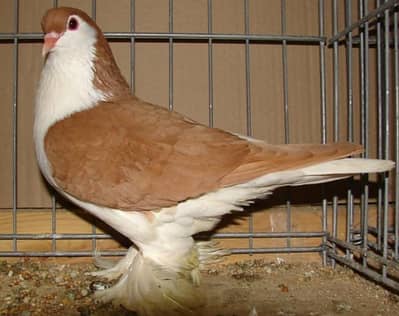 2 breeder male available location Rawat