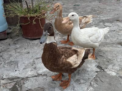 Ducks 1 male 2 female