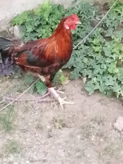 aseel cock for sale