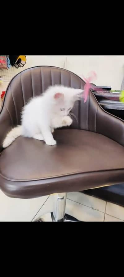 persian cat for sale