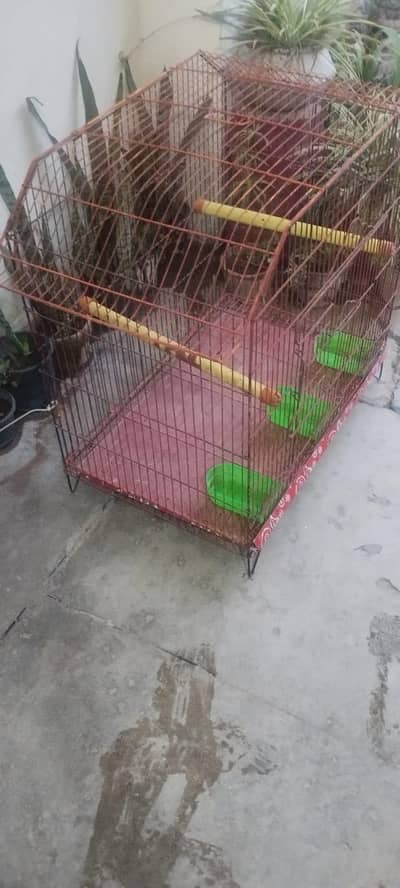 raw ringneck cage