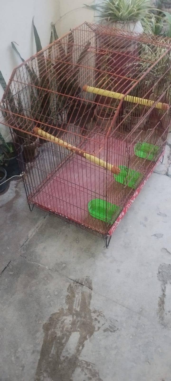 raw ringneck cage 0