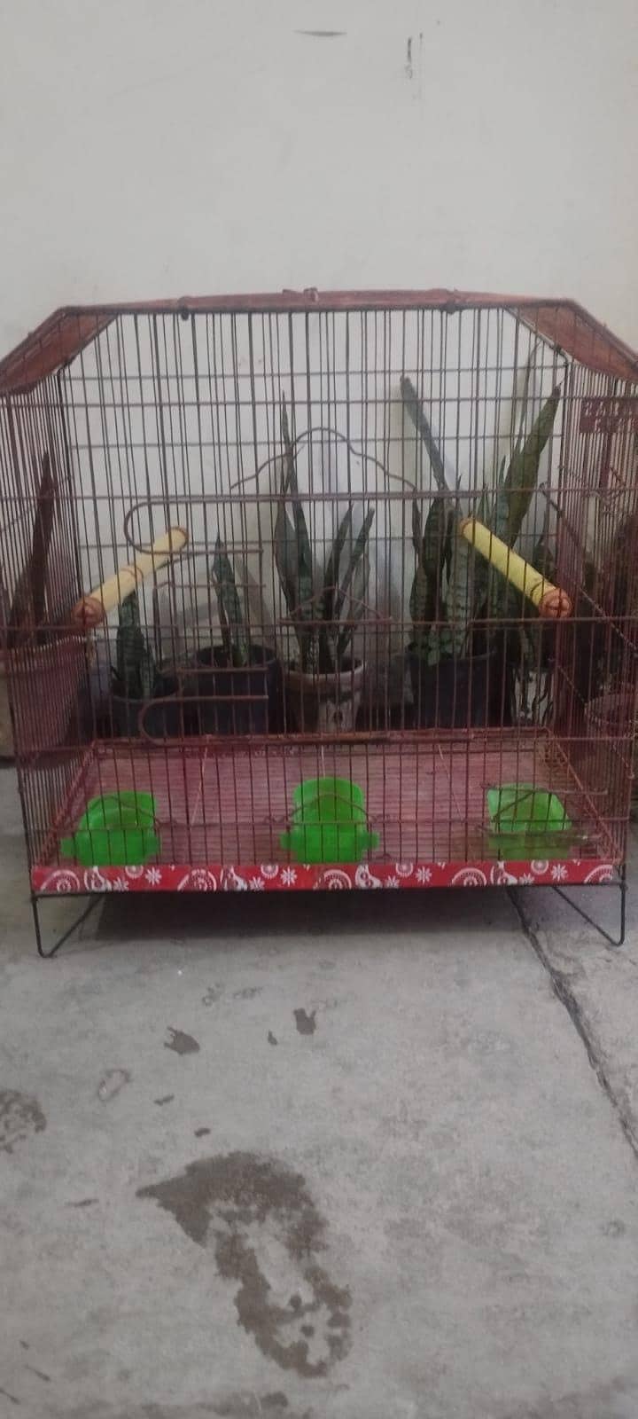raw ringneck cage 1