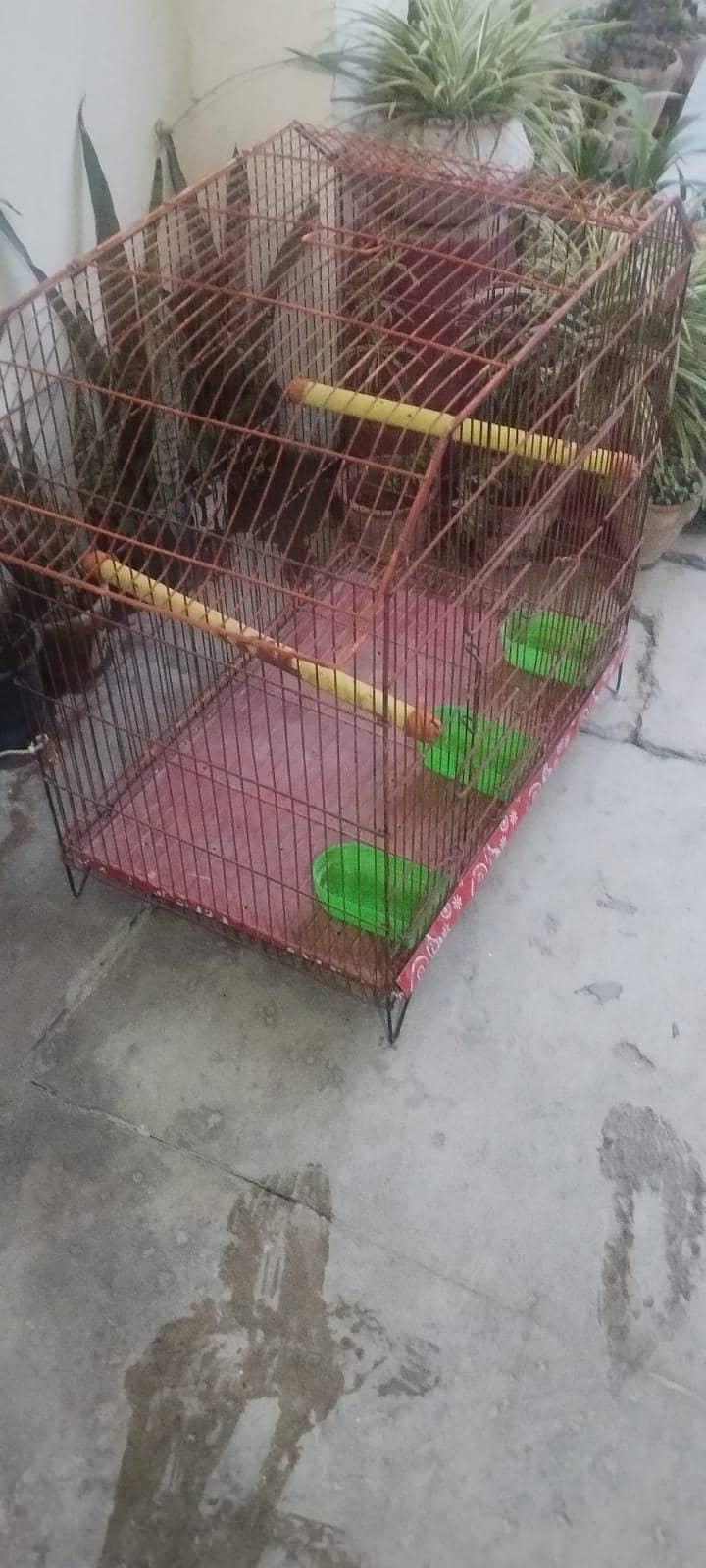 raw ringneck cage 4
