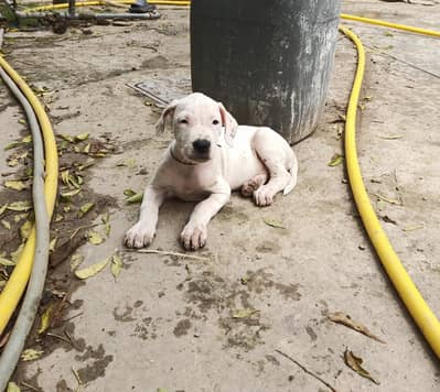 Top Quality Gultair Female Puppy For Sale