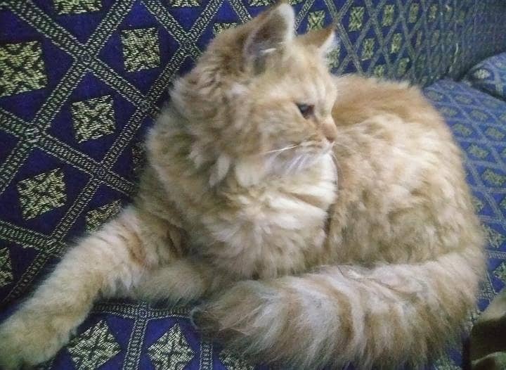 Persian kittens 0