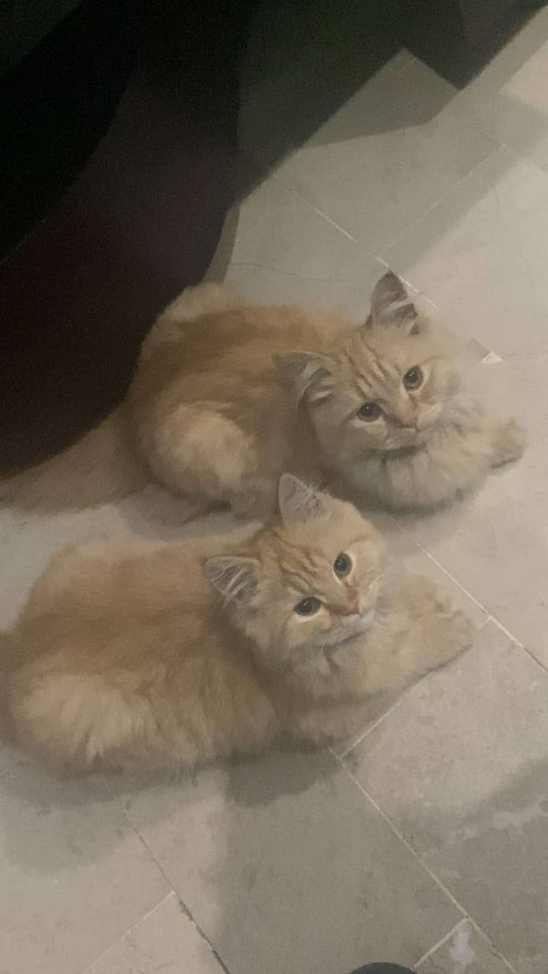 Persian kittens 1