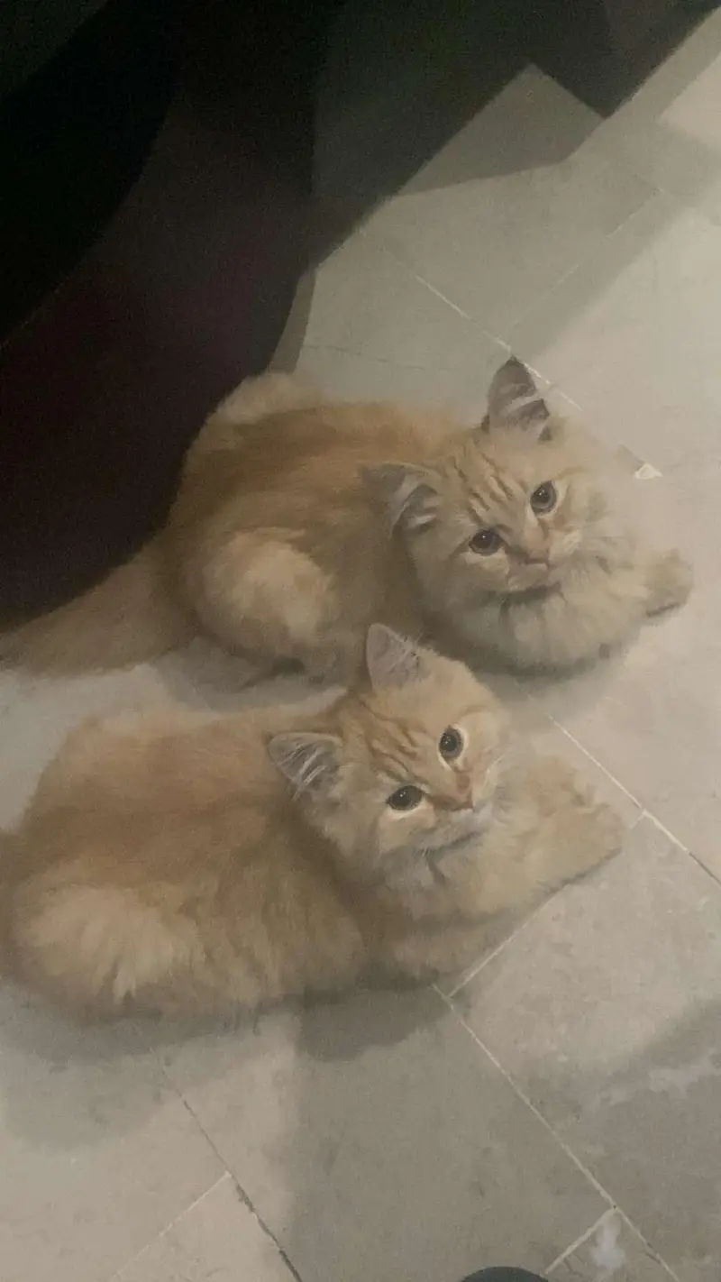 Persian kittens — photo 2