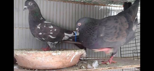 black kabli pair for sale.