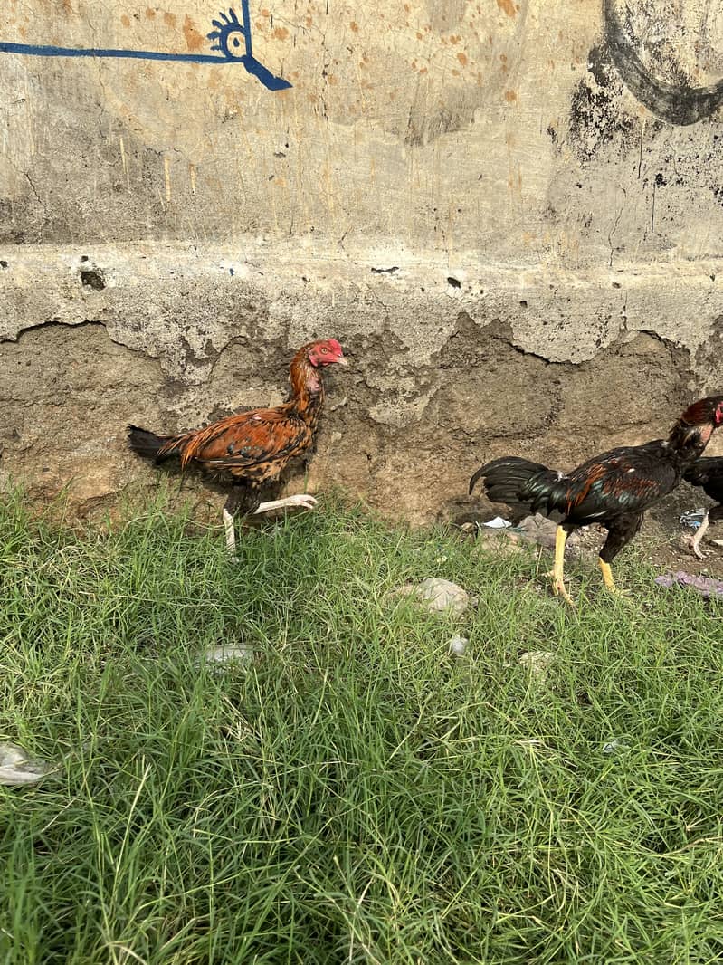 خوبصورت مرغے براے فروخت 0