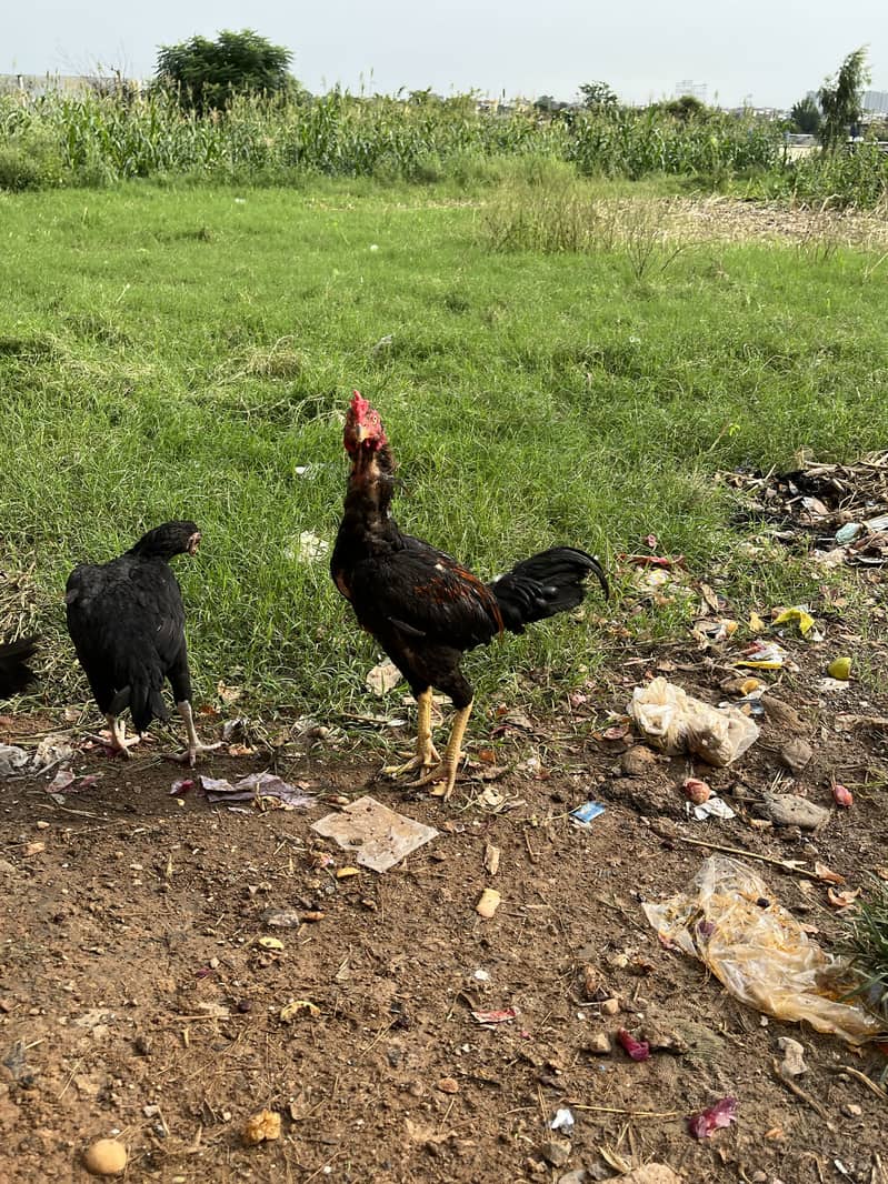 خوبصورت مرغے براے فروخت 1
