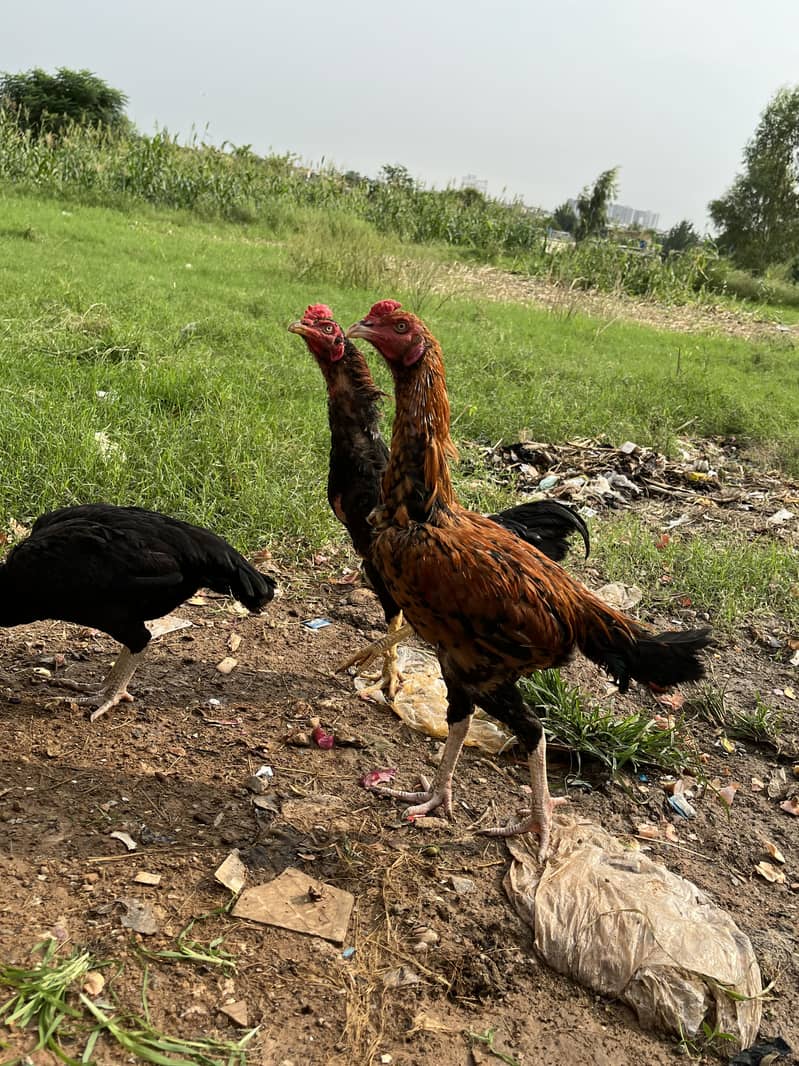 خوبصورت مرغے براے فروخت 2