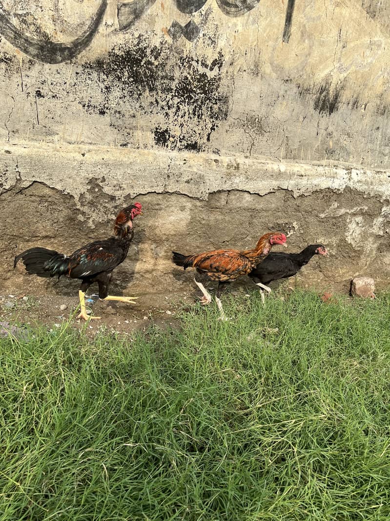 خوبصورت مرغے براے فروخت 3