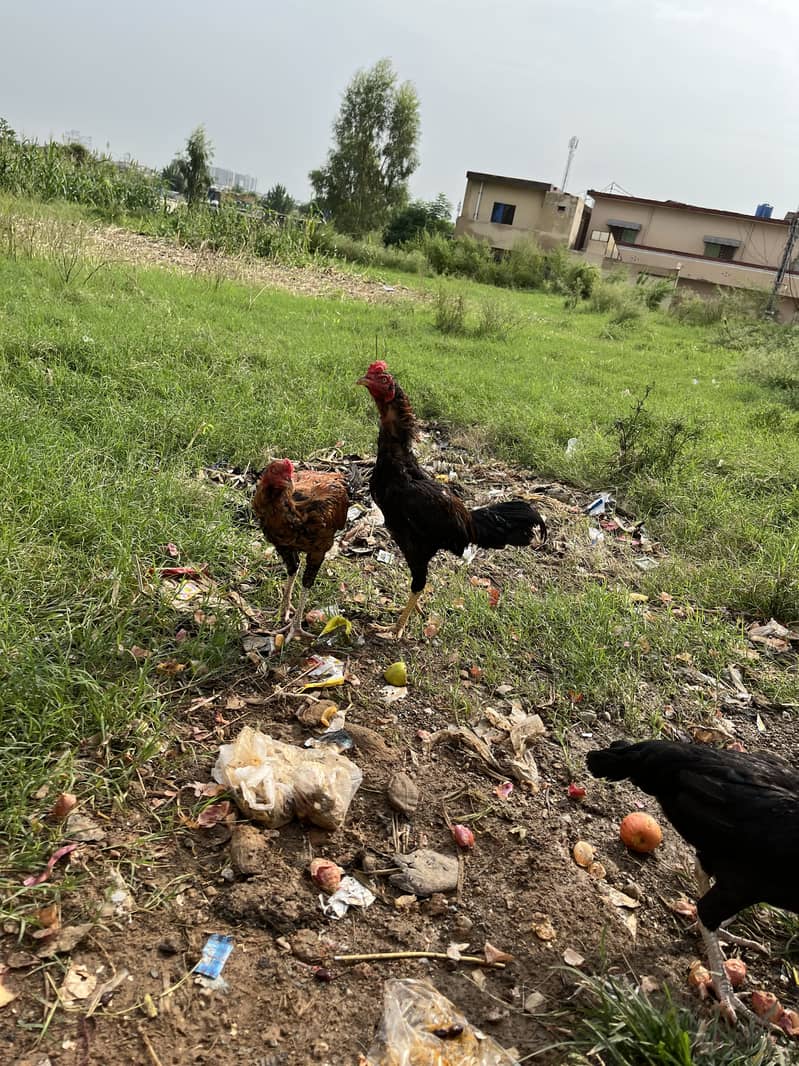 خوبصورت مرغے براے فروخت 5