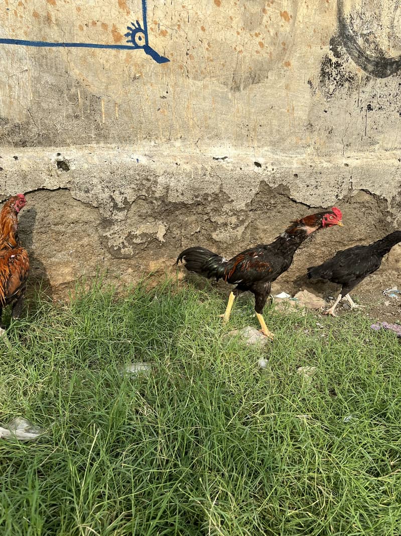 خوبصورت مرغے براے فروخت 6