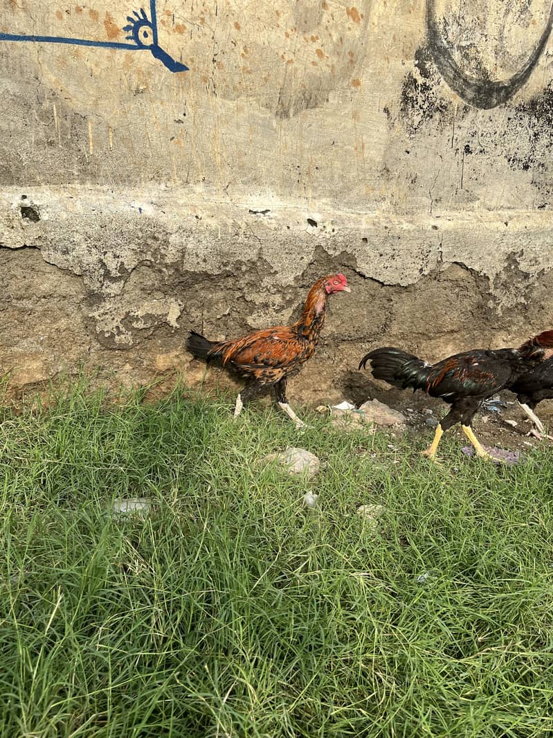 خوبصورت مرغے براے فروخت 7