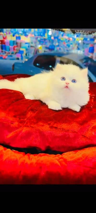persian cat for sale