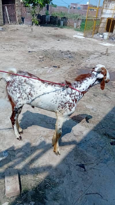 اچھی نسل کا بکرا ہے