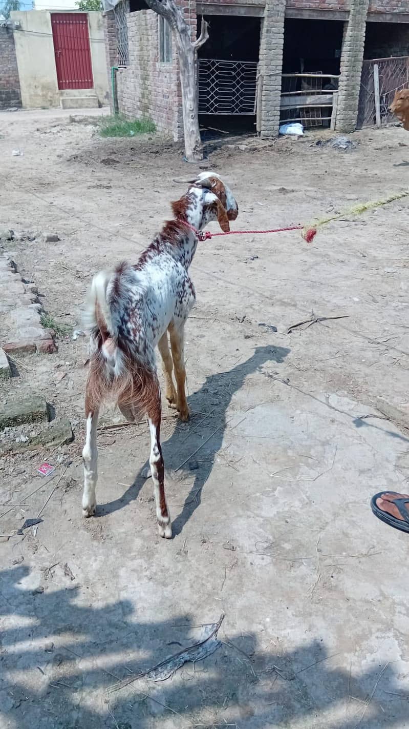 اچھی نسل کا بکرا ہے 1