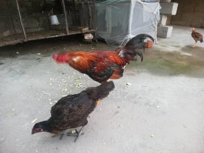 Pure Desi kruk wali murgian