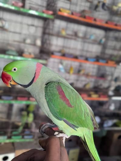 raw parrot male
