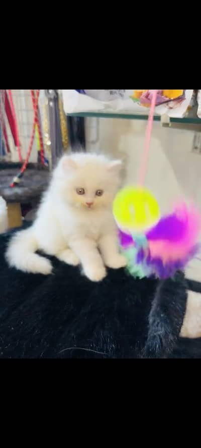 persian cat for sale
