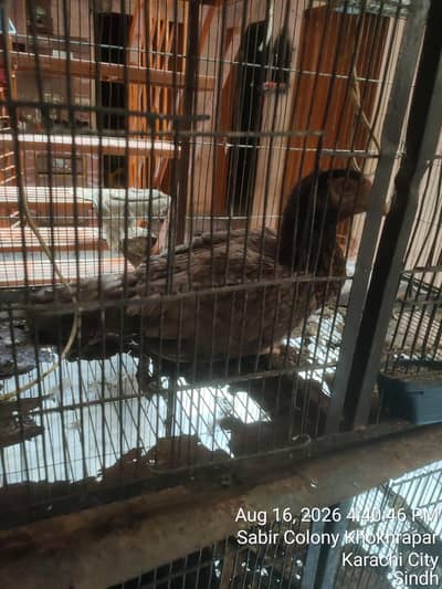 Aseel murgiyan with cage