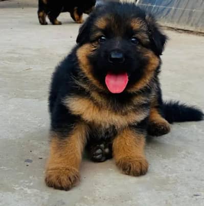 German Shepherd Puppy | Long Coat
