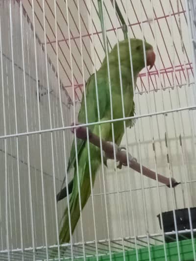 brider female