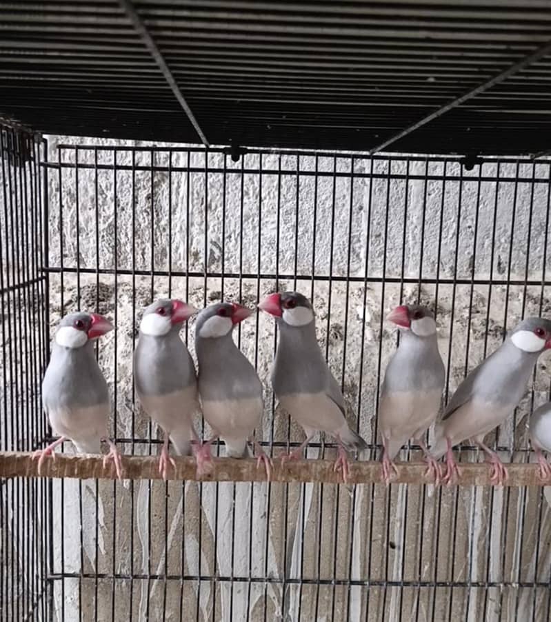 Finch Java Dove top quality 5