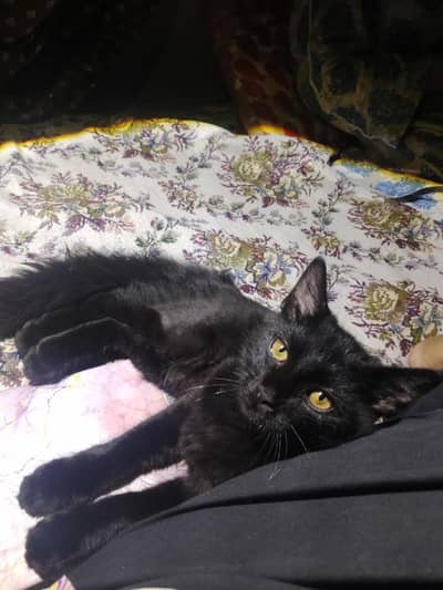 black Persian cat