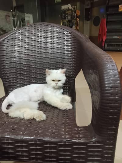 Persian Cat for Sale