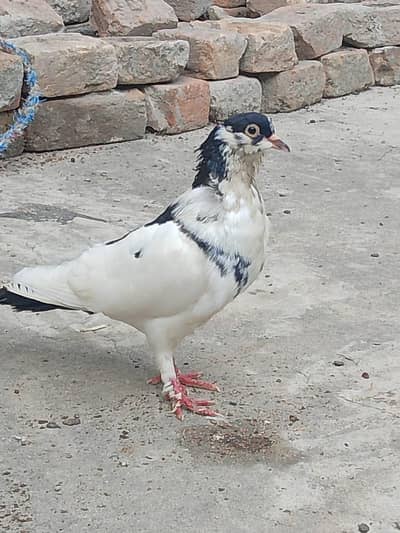 pigeons