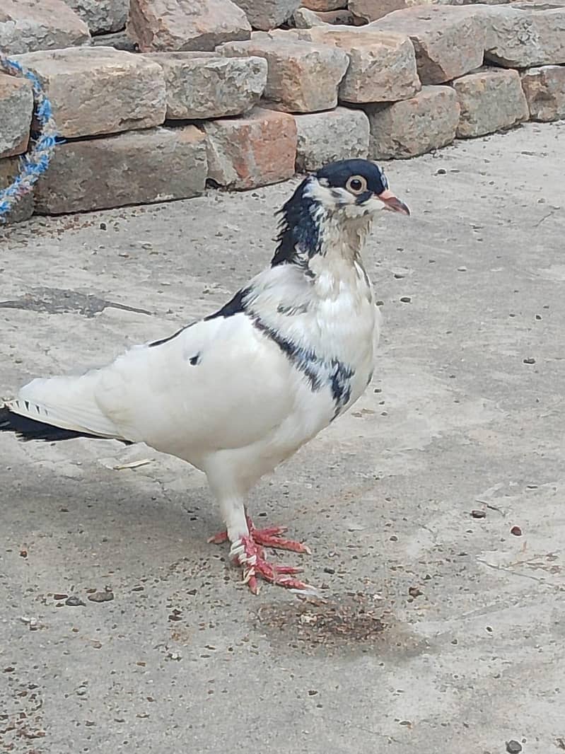 pigeons 0